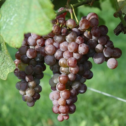 Canadice Seedless grapes